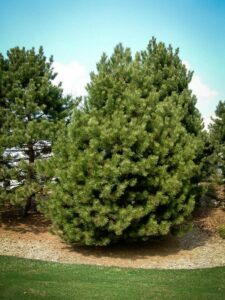 Сосна Чёрная (Pinus Nigra) купить по цене от 270.00р. в интернет-магазине «Посадика» с доставкой почтой в в Лакинске и по всей России – [изображение №1].