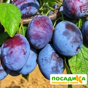 Слива Чачакская ранняя купить по цене от 229.00р. в интернет-магазине «Посадика» с доставкой почтой в в Лакинске и по всей России – [изображение №1].