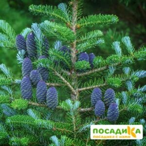 Пихта корейская (Abies koreana) купить по цене от 450.00р. в интернет-магазине «Посадика» с доставкой почтой в в Лакинске и по всей России – [изображение №1].