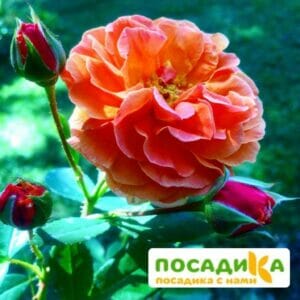 Роза Арабия купить по цене от 350.00р. в интернет-магазине «Посадика» с доставкой почтой в в Лакинске и по всей России – [изображение №1].