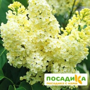 Сирень Примроуз (Primrose) купить по цене от 529.00р. в интернет-магазине «Посадика» с доставкой почтой в в Лакинске и по всей России – [изображение №1].