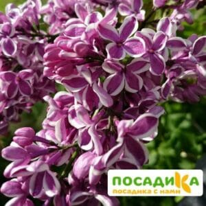 Сирень Сенсация купить по цене от 529.00р. в интернет-магазине «Посадика» с доставкой почтой в в Лакинске и по всей России – [изображение №1].