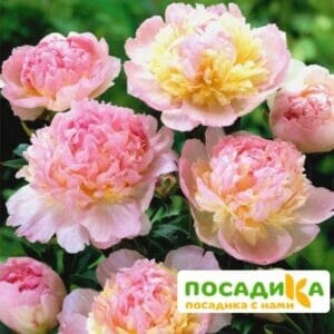 Пион Распберри Сандей (Paeonia Raspberry Sundae) купить по цене от 959р. в интернет-магазине «Посадика» с доставкой почтой в в Лакинске и по всей России – [изображение №1].