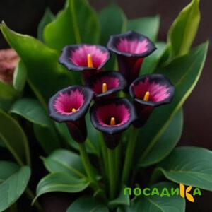 Калла Аура Лейс купить по цене от 400р. в интернет-магазине «Посадика» с доставкой почтой в в Лакинске и по всей России – [изображение №1].