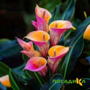 Калла Оникс купить по цене от 450р. в интернет-магазине «Посадика» с доставкой почтой в в Лакинске и по всей России – [изображение №1].