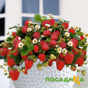 Клубника Рубиновый Шепот (горшечная) купить по цене от 240р. в интернет-магазине «Посадика» с доставкой почтой в в Лакинске и по всей России – [изображение №1].