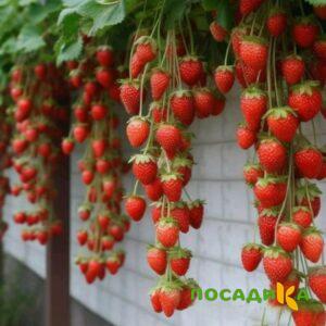 Клубника вьющаяся Комплимент купить по цене от 470р. в интернет-магазине «Посадика» с доставкой почтой в в Лакинске и по всей России – [изображение №1].