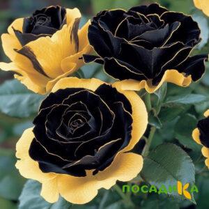 Роза Ханни Сикл купить по цене от 700р. в интернет-магазине «Посадика» с доставкой почтой в в Лакинске и по всей России – [изображение №1].