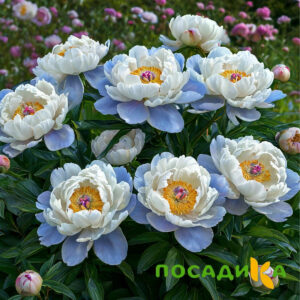 Пион акварельный Этюд купить по цене от 806р. в интернет-магазине «Посадика» с доставкой почтой в в Лакинске и по всей России – [изображение №1].