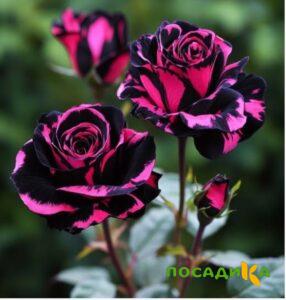 Роза Багровый Шепот купить по цене от 366р. в интернет-магазине «Посадика» с доставкой почтой в в Лакинске и по всей России – [изображение №1].