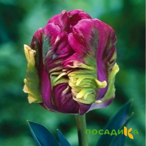 Тюльпан Экзотик Хэвен купить по цене от 186р. в интернет-магазине «Посадика» с доставкой почтой в в Лакинске и по всей России – [изображение №1].